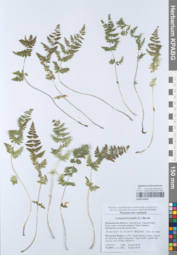 KPABG050894
