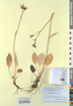 KPABG050341
