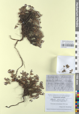KPABG050367