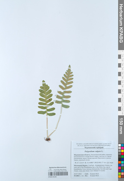 KPABG051291