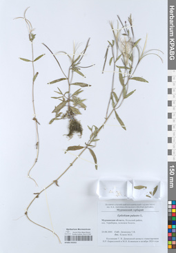 KPABG050262