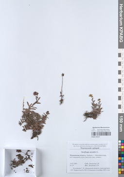 KPABG050275