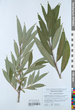 KPABG050278