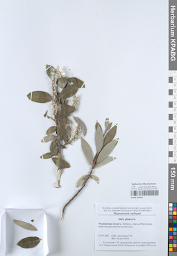 KPABG050292