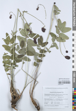 KPABG051190