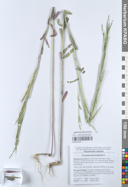 KPABG051245