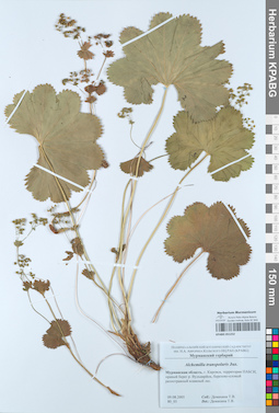 KPABG051252