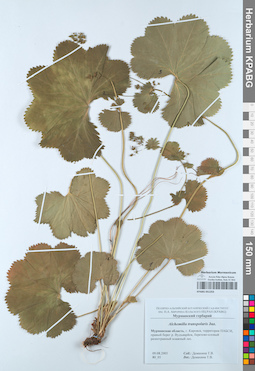 KPABG051253