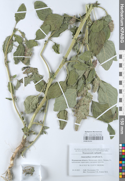KPABG051254