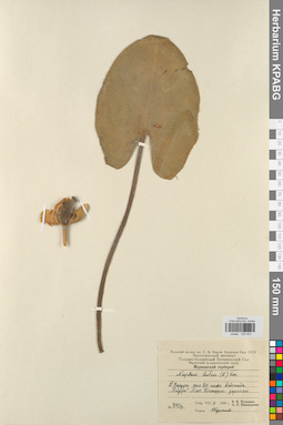 KPABG022923