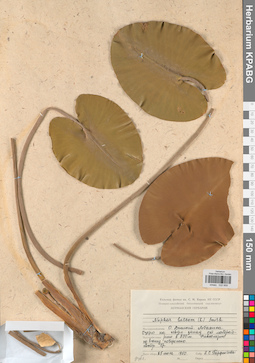 KPABG022959