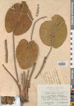 KPABG022965