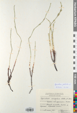 KPABG005704