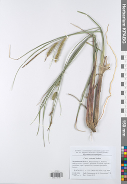 KPABG050081