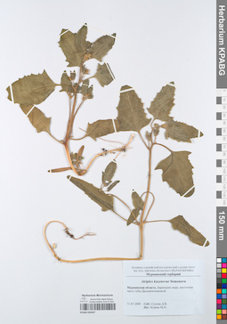 KPABG050207