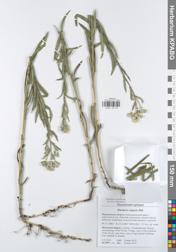 KPABG047334
