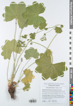 KPABG047355