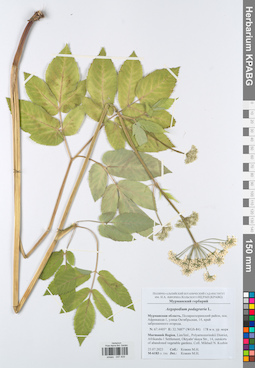 KPABG047409