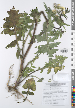 KPABG047422