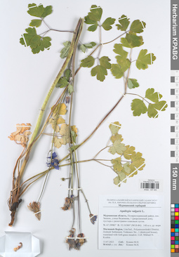 KPABG047425