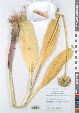 KPABG047442