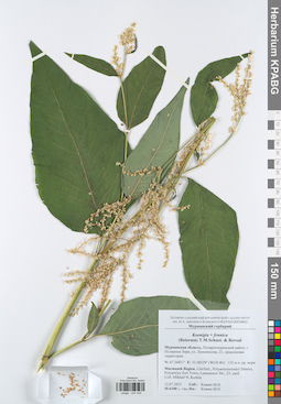 KPABG047444