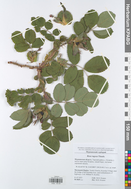 KPABG045067