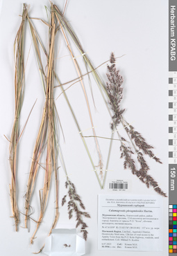KPABG047042