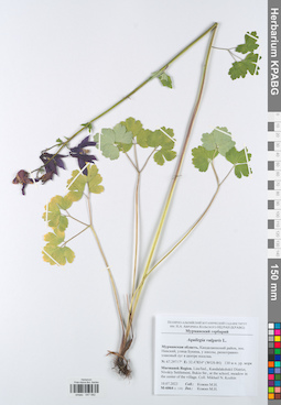 KPABG047082