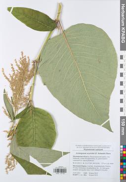 KPABG047094