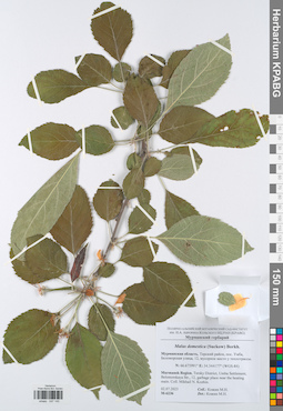 KPABG047145