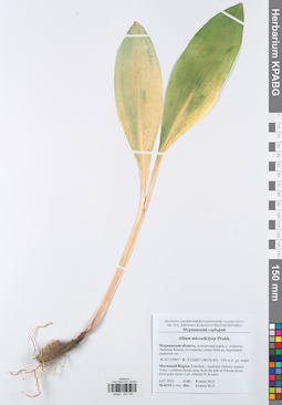 KPABG047194