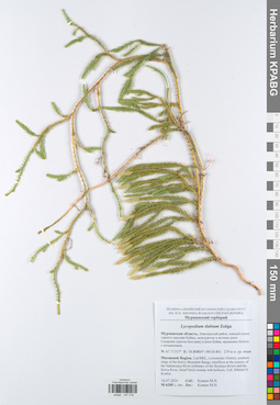 KPABG047216