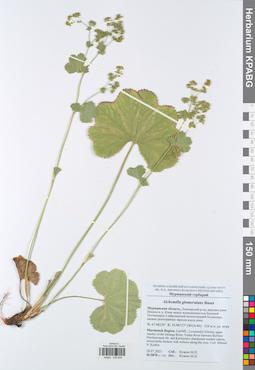 KPABG049829