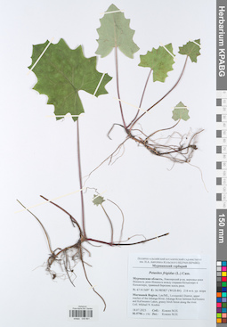 KPABG049861