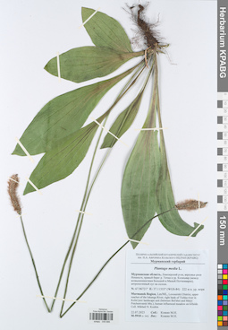 KPABG049886