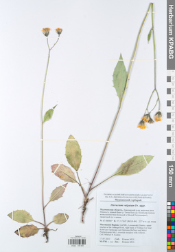 KPABG049909