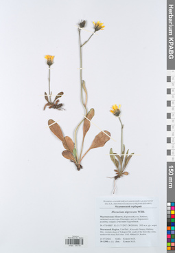 KPABG049781