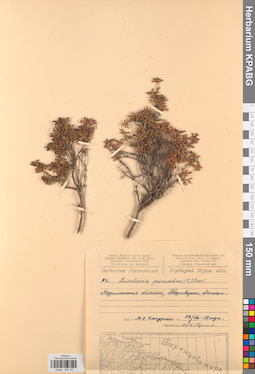 KPABG034137