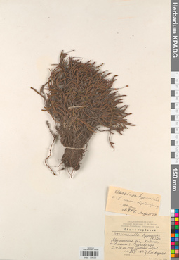 KPABG034335