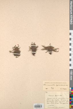 KPABG034337