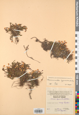 KPABG034366