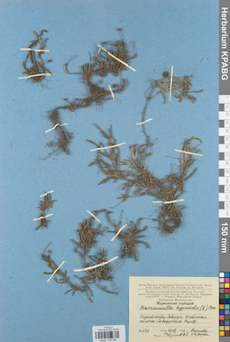 KPABG034386