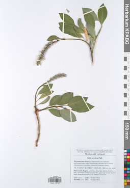 KPABG049327