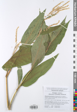 KPABG049370