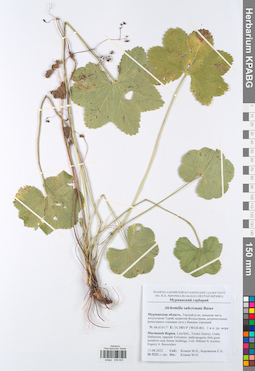 KPABG049403