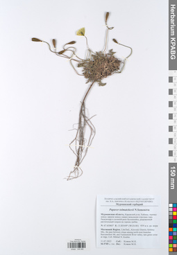 KPABG049486