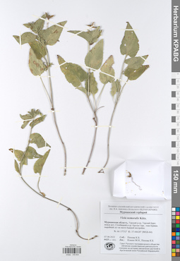 KPABG049604