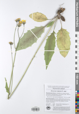 KPABG049618