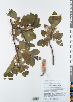 KPABG043842